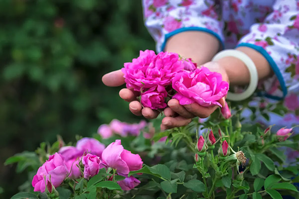 喜报!芳蕾集团参与起草的《重瓣红玫瑰精油》国家标准今日起正式实施!(图3) 喜报!芳蕾集团参与起草的《重瓣红玫瑰精油》国家标准今日起正式实施!(图3)